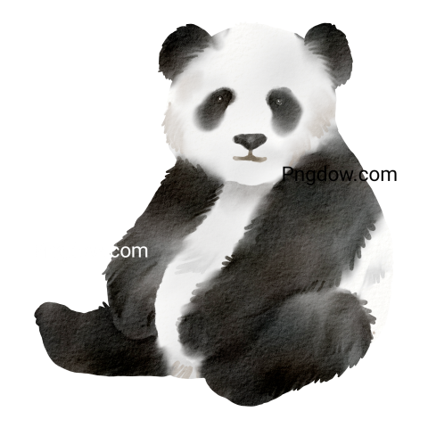 Watercolor panda transparent background for Free