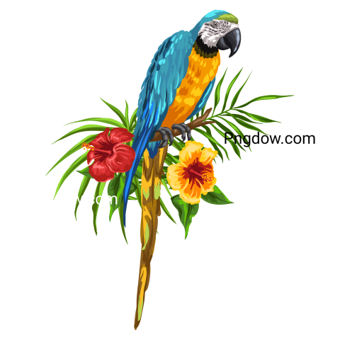 Illustration of Macaw Parrot png