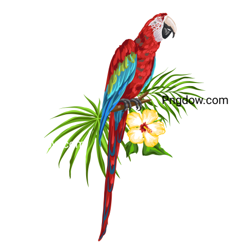 Illustration of Macaw Parrot