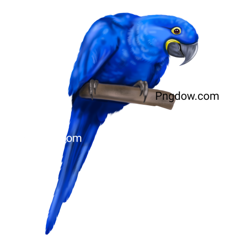 Hyacinth macaw  Blue macaw watercolor illustration