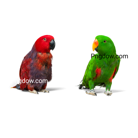 Parrot image for Free
