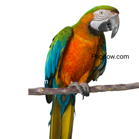 A parrot perched transparent