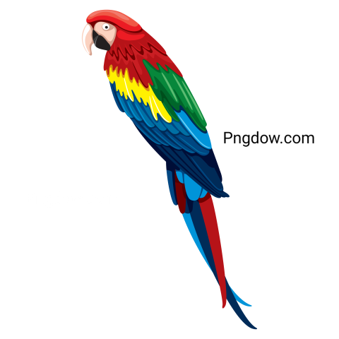 Parrot Bird Tropical