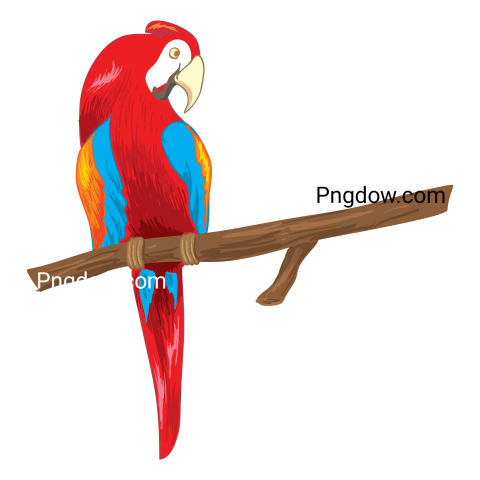 Parrot Bill Illustration