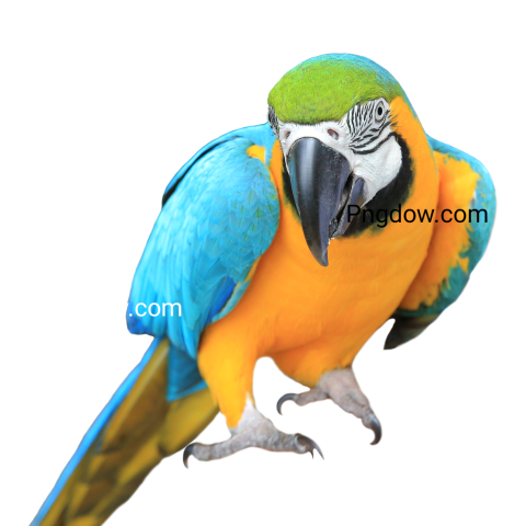 Colorful Pet Parrot