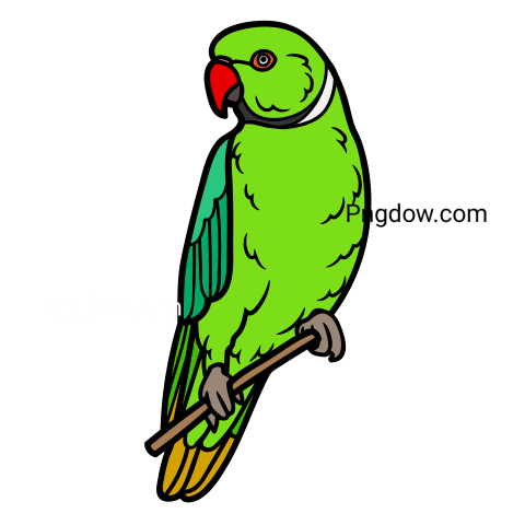 Parrot transparent background