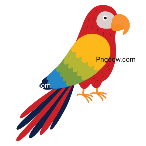 Parrot Bird Illustration