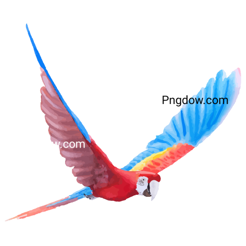 Parrot Macaw Watercolor png