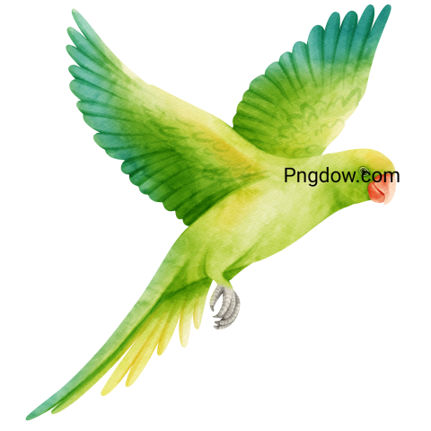 Watercolor parakeet parrot bird illustration images