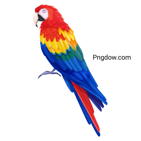 Vector Parrot Bird png