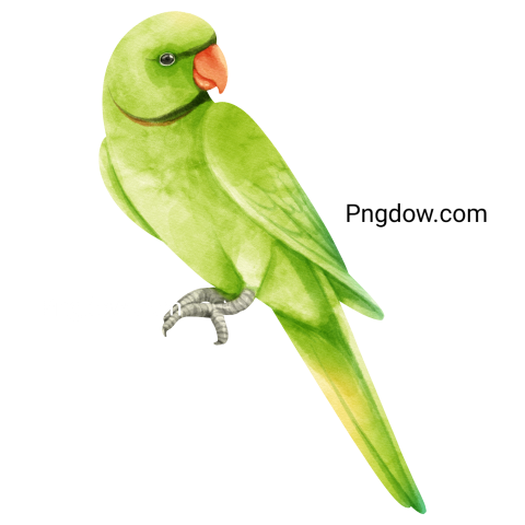 Watercolor parakeet parrot bird illustration,