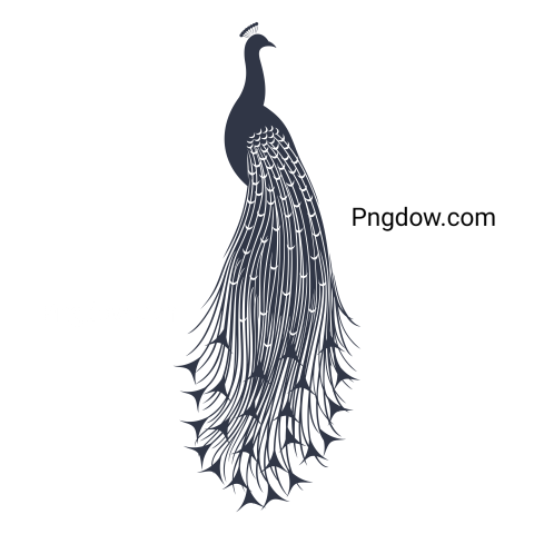 Isolated Peacock Logo