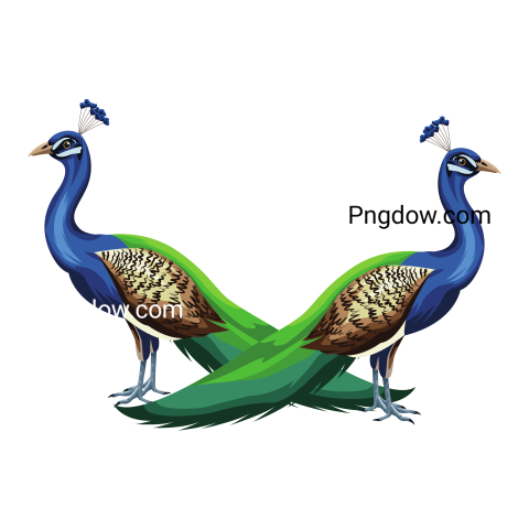 Peacock Bird Icon Cartoon Isolated