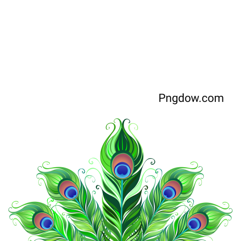 Peacock Tail transparent background