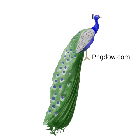 Watercolor peacock transparent background