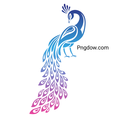 Peacock Stylized Illustration With Gradient