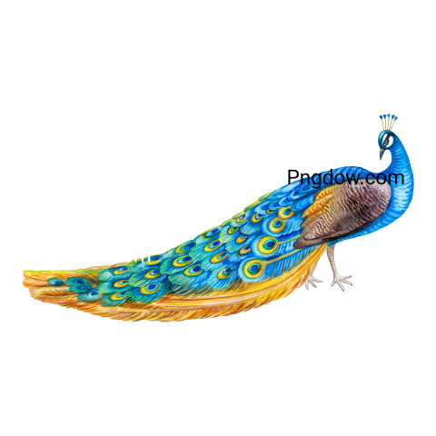 Peacock Bird Watercolor Illustration free