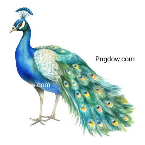 Peacock bird watercolor illustration for Free