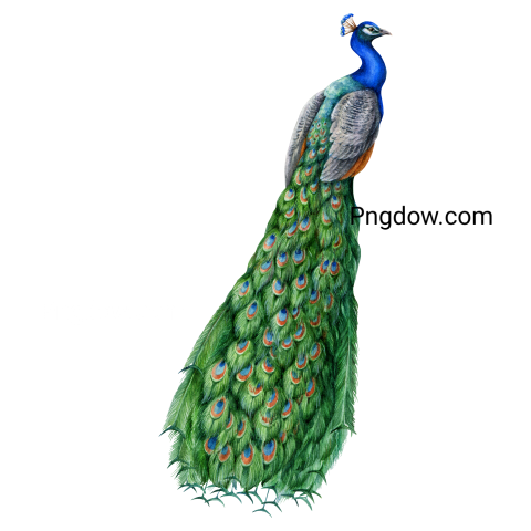 Peacock bird watercolor detailed illustration
