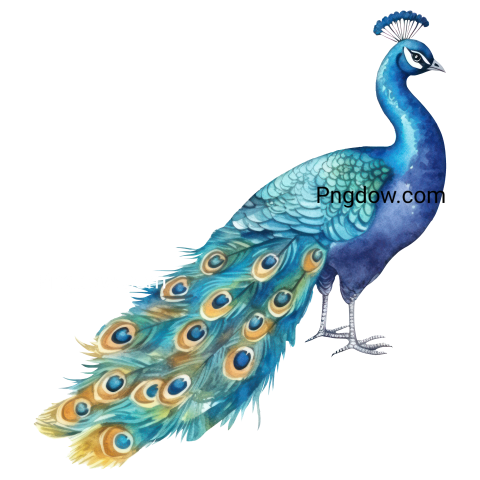 Peacock bird watercolor illustration, free