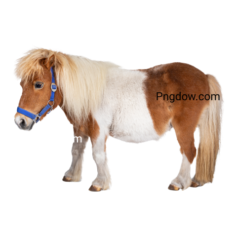 Cute Shetland Pony Cutout on transparent background