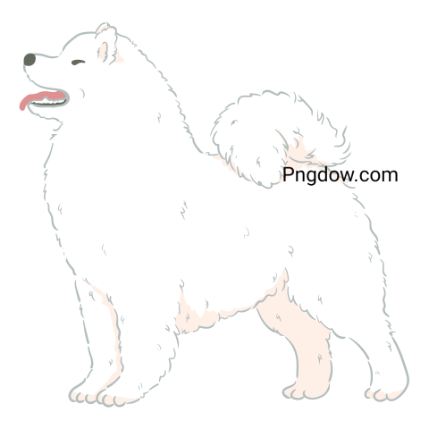 Samoyed Dog standing PNG images