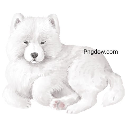 Samoyed Dog Illustration transparent background