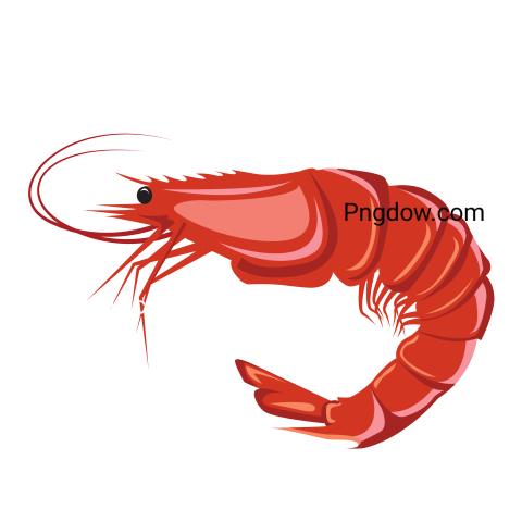 Shrimp Png images, for Free