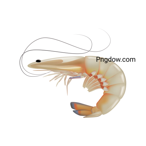 Shrimp png transparent background