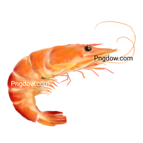 Shrimp Seafood Illustration