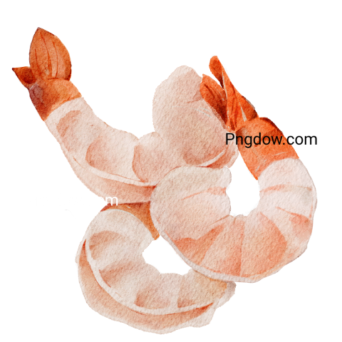 Shrimps Png images