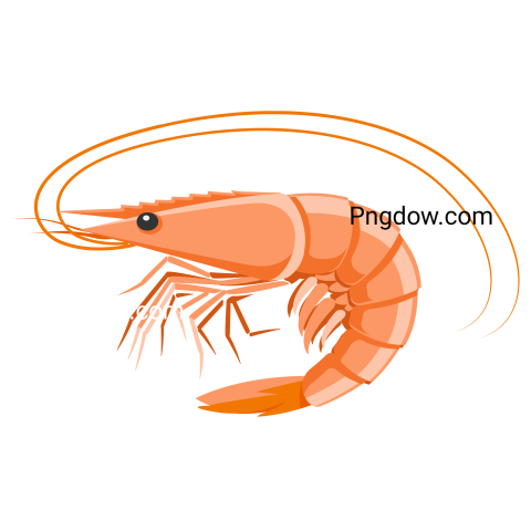 Shrimp Png images
