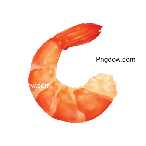 Shrimp Png images for Free