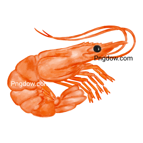 Shrimp watercolor illustration