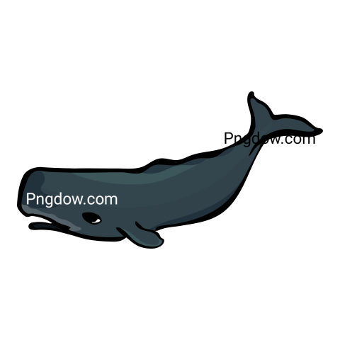 Sperm Whale transparent background for the