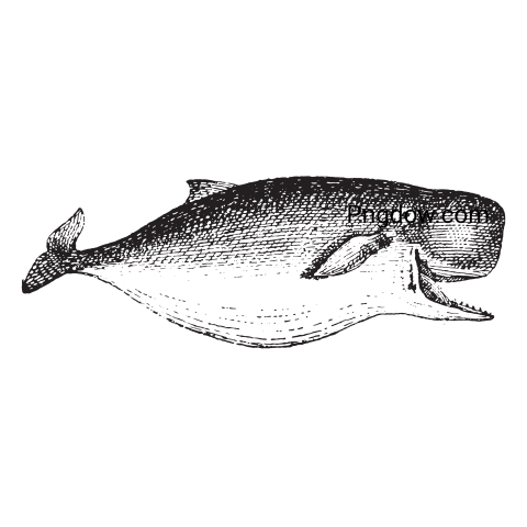 Sperm Whale transparent background for free