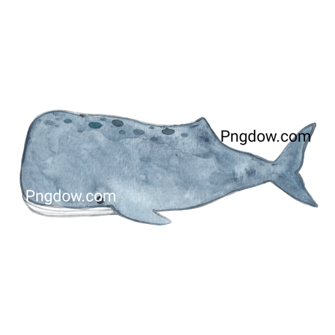 Sperm whale watercolor illustration