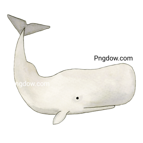 Watercolor Sperm Whale transparent background