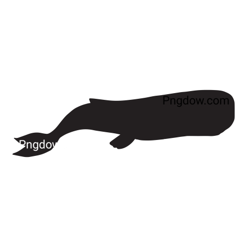 Silhouette of sperm whale transparent background