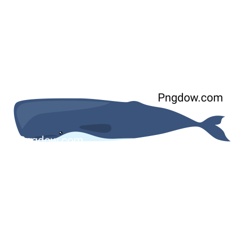 Sperm Whale, transparent background