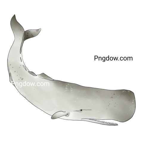 Sperm whale PNG image free download