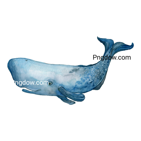 Sperm Whale Watercolor Illustration, for free