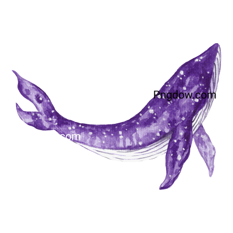 Purple Sperm Whale Jumping
