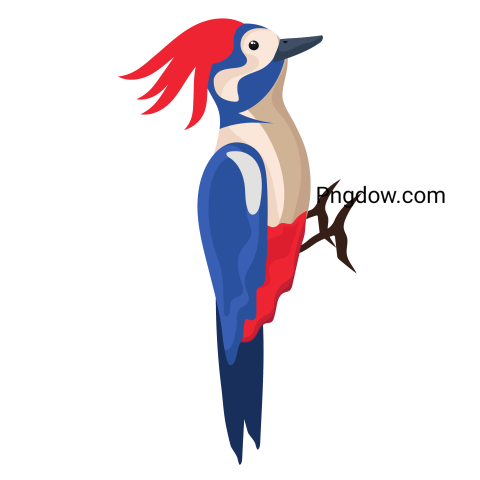 Exoti Woodpecker Bird transparent background