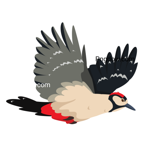 Woodpecker Bird transparent background