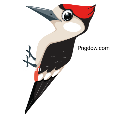 Illustration Cartoon Bird Woodpecker