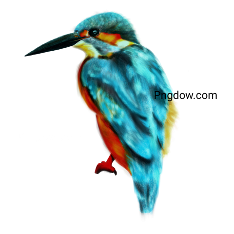 Turquoise Woodpecker, transparent background