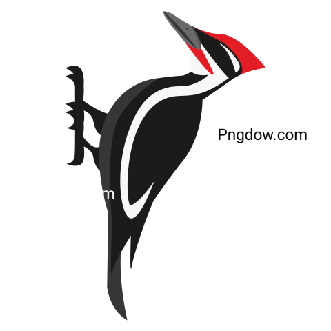 Cartoon Woodpecker transparent background