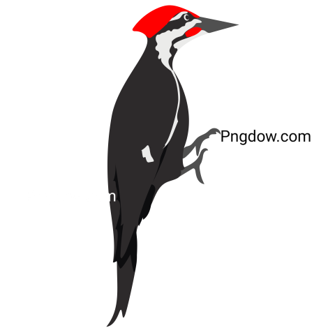 Wildlife woodpecker bird