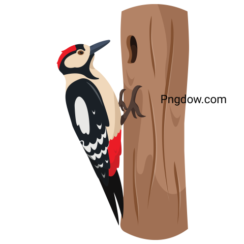 Woodpecker Bird on Tree Trunk